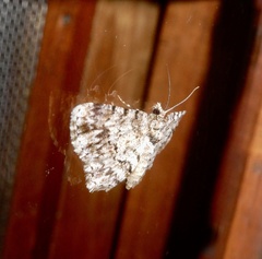 Myrioblephara