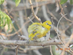 Zosterops palpebrosus