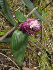 Elleanthus smithii