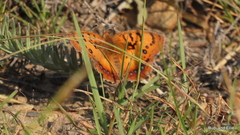 Catacroptera cloanthe cloanthe