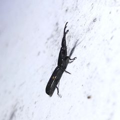 Taphroderini