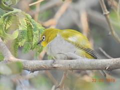 Zosterops palpebrosus
