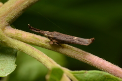 Nacolus assamensis