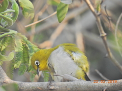 Zosterops palpebrosus