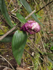 Elleanthus smithii