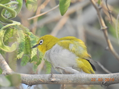 Zosterops palpebrosus