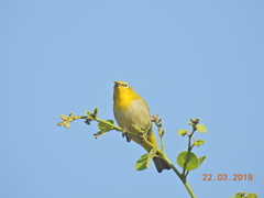 Zosterops palpebrosus