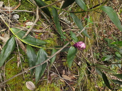 Elleanthus smithii