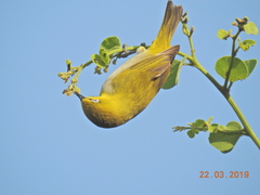 Zosterops palpebrosus