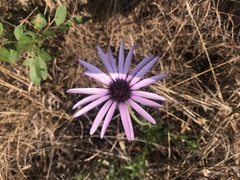 Dimorphotheca spectabilis