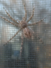 Dolomedes