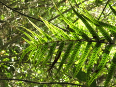 Serpocaulon sessilifolium