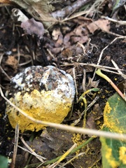 Hypomyces aurantius