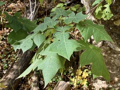 Polymnia canadensis