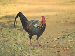 Gallus sonneratii