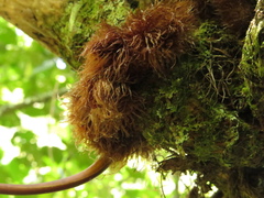 Serpocaulon sessilifolium