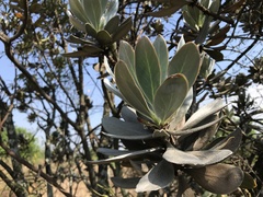 Protea roupelliae roupelliae