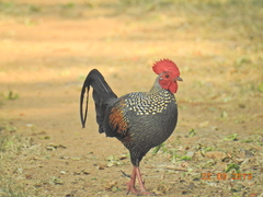 Gallus sonneratii