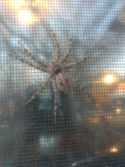 Dolomedes