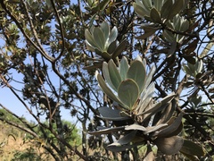 Protea roupelliae roupelliae