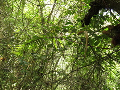 Serpocaulon sessilifolium