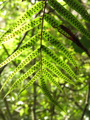 Serpocaulon sessilifolium