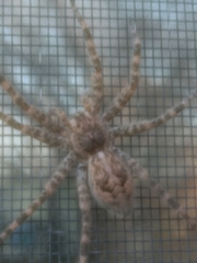 Dolomedes