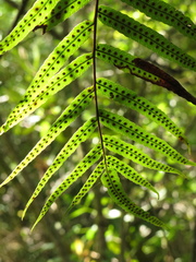 Serpocaulon sessilifolium