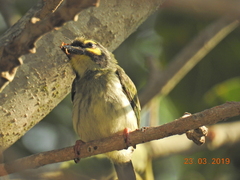 Psilopogon haemacephalus