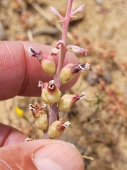 Lachenalia mutabilis