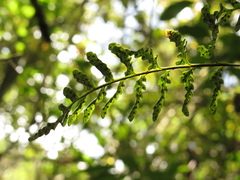 Pleopeltis macrocarpa