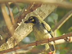 Psilopogon haemacephalus