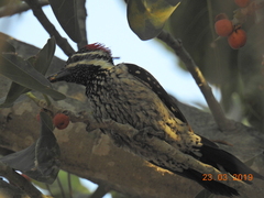 Dinopium benghalense