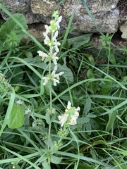 Stachys