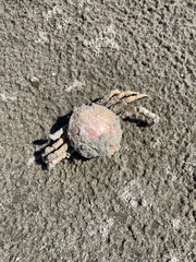 Persephona aquilonaris