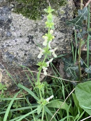 Stachys