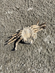 Persephona aquilonaris