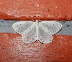 Naxa textilis