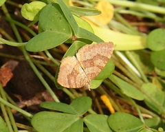 Chrysolarentia correlata