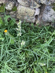 Stachys