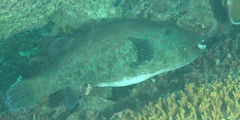 Arothron caeruleopunctatus