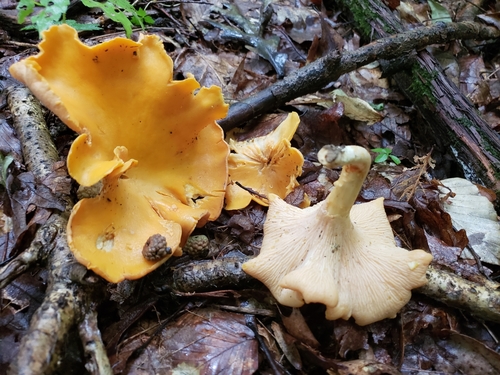 Cantharellus flavolateritius