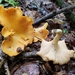 Cantharellus flavolateritius - Photo (c) Stephen Russell, some rights reserved (CC BY-NC), uploaded by Stephen Russell