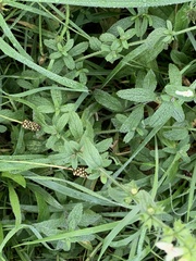 Stachys