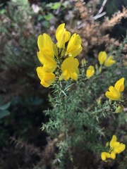 Ulex jussiaei
