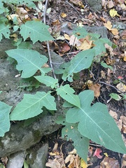 Polymnia canadensis