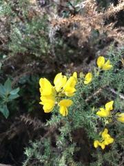 Ulex jussiaei