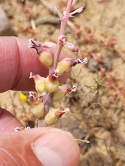 Lachenalia mutabilis