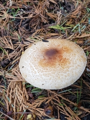 Lepiota ochraceofulva
