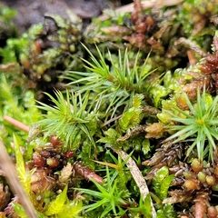 Polytrichum strictum